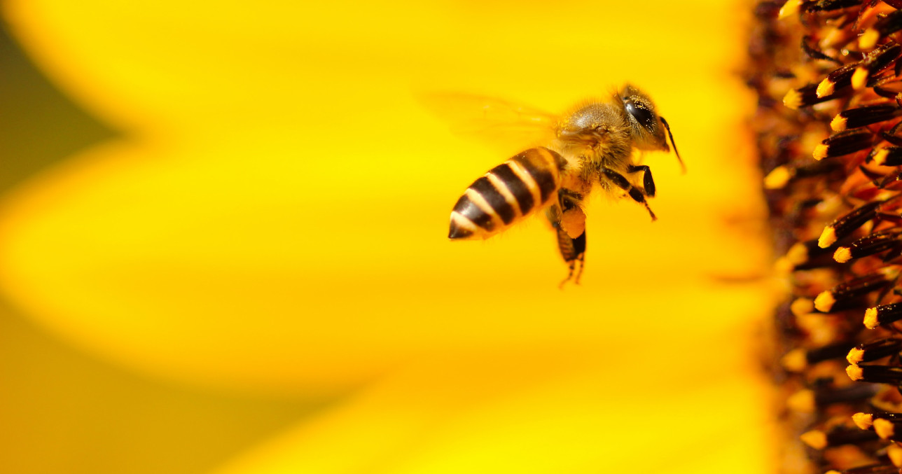 Die „grüne“ Alternative zu Alu- und Frischhaltefolie: Bienenwachstücher aus der Boutique von MÖBEL SCHOTT